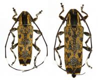 Colobothea geminata  Bates, 1865  ♂ & ♀