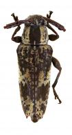 Acanthocinini Gen sp G515