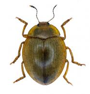 Erotylidae Gen sp 55