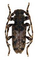Punctozotroctes wappesi Tavakilian & Néouze, 2007