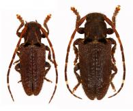 Estola basinotata  Bates, 1866  ♂ & ♀