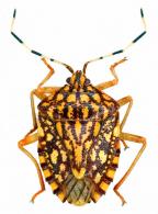 Pentatomidae Gen sp7
