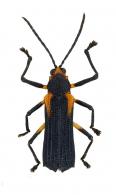 Sceloenopla emarginata (Fabricius, 1792)