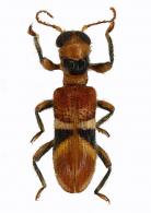 Cleridae Gen sp3