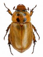 Aspidolea quadrata  Endrödi, 1980