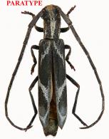 Hydraschema gaucheri  Audureau, 2022  PARATYPE
