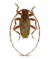 Trichotithonus tavakiliani  Monné,1990