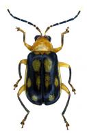 Diabrotica sp10