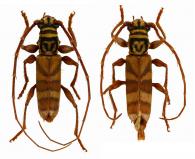 Mephritus auricolle  Tavakilian & Martins, 1991  ♂ & ♀