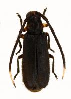 Calliini Gen sp G253