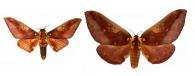 Citheronia phoronea (Cramer, 1779) ♂ & ♀