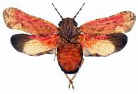 Fulgoridae Gen sp5