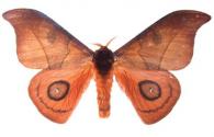 Automeris hamata  Schaus, 1906