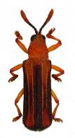 Octhispa sp2