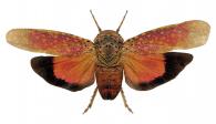 Learcha sponsa Stal, 1863