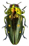 Chrysobothris sexpuntata (Fabricius, 1801)