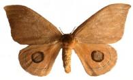 Automeris duchartrei  (Bouvier, 1936)