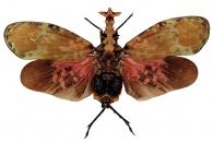 Phrictus regalis Caldwell, 1945