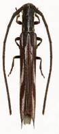 Aerenicopsis pugnatrix  Lane, 1966