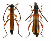Odontocera subtilis Monné & Magno, 1988 ♂ & ♀