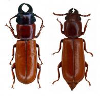 Parandra (Tavandra) guianensis Tavakilian, 2000 ♂ & ♀