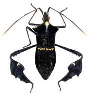 Leptoglossus sp1
