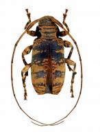 Atrypanius scitulus  (Germar, 1824)