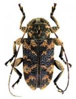 Xenofrea trigonalis  Bates, 1885
