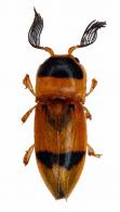 Pterotarsus spinifer  Chassain & Touroult, 2013