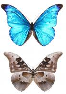 Morpho rhetenor rhetenor (Cramer, 1775)