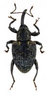 Curculionidae Gen sp105