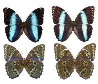 Morpho achilles achilles (Linné, 1758) ♂ & ♀