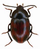 Platydema sp1