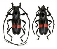 Lissonoschema fasciatum (Fisher, 1944)  ♂ & ♀
