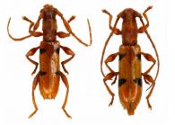 Engyum transversum   Martins, 1970 ♂ & ♀