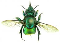 Euglossa piliventris Guérin-Méneville, 1845