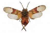 Fulgoridae Gen sp14