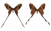 Copiopteryx jehovah (Strecker, 1874) ♂ & ♀