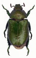 Strigidia bleuzeni  Bouchard, 2003
