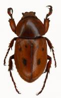 Cyclocephala stictica  Burmeister, 1847