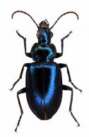 Platynini Gen sp1
