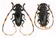Trachyderes  (Trachyderes)  melas   Bates, 1870 ♂ & ♀