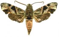 Unzela japix japix   (Cramer, 1776)