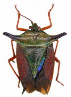 Pentatomidae Gen sp6