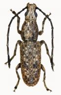 Ptychoderes virgatus  Fahraeus, 1839