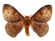 Hylesia vassali  Lemaire, 1988