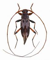 Acanthocinini Gen sp G484