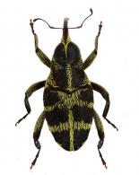 Macrocopturus bicruciatus  Rheinheimer, 2011
