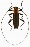 Pseudosparna flaviceps  (Bates, 1863)