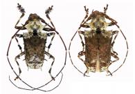 Polyrhaphis spinosa (Drury, 1773) ♂ & ♀
